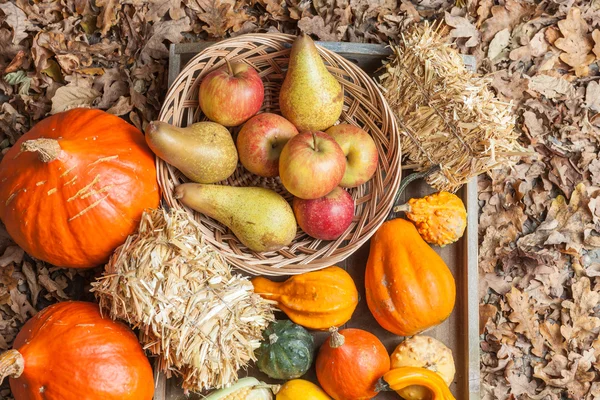 Herfst vruchten — Stockfoto