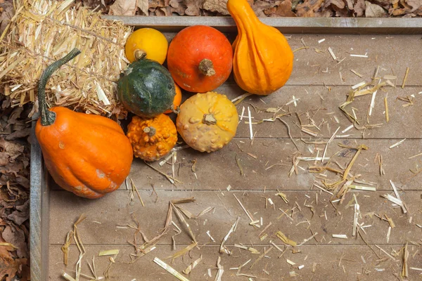 Herfst vruchten — Stockfoto