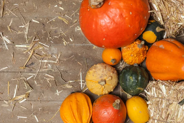 Herfst vruchten — Stockfoto