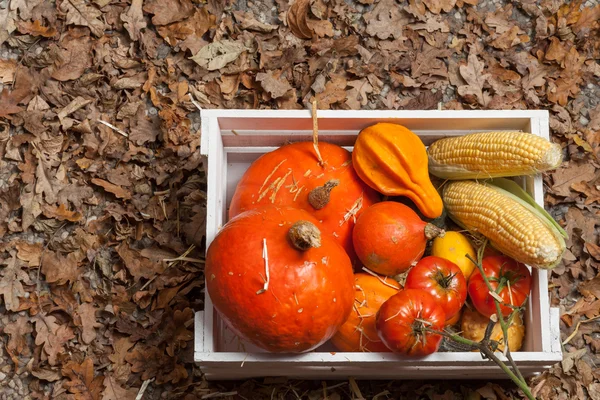 Herfst vruchten — Stockfoto