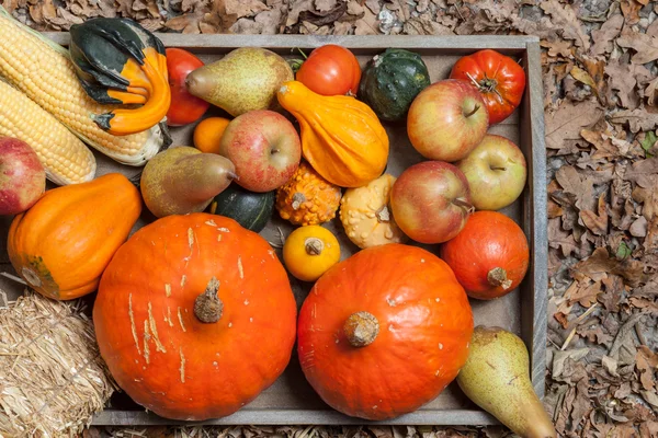 Herfst vruchten — Stockfoto