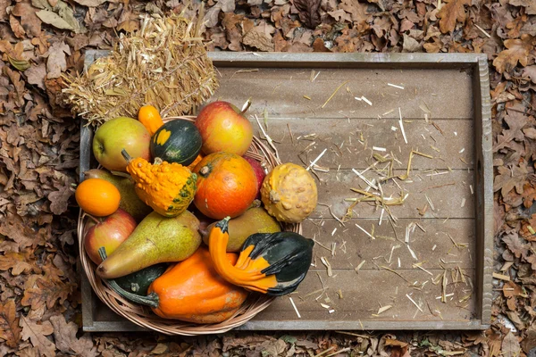 Frutos do outono — Fotografia de Stock