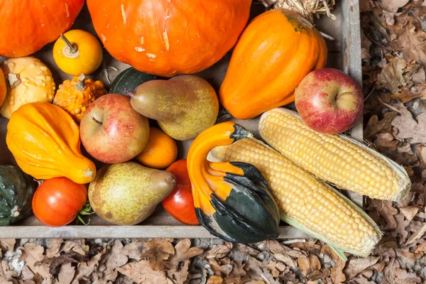 Herfst vruchten — Stockfoto