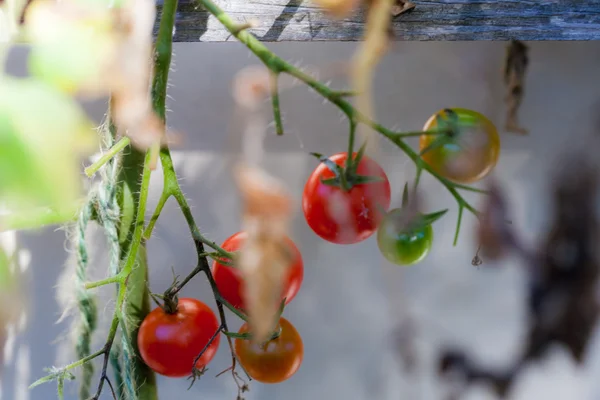 Tomates na videira — Fotografia de Stock