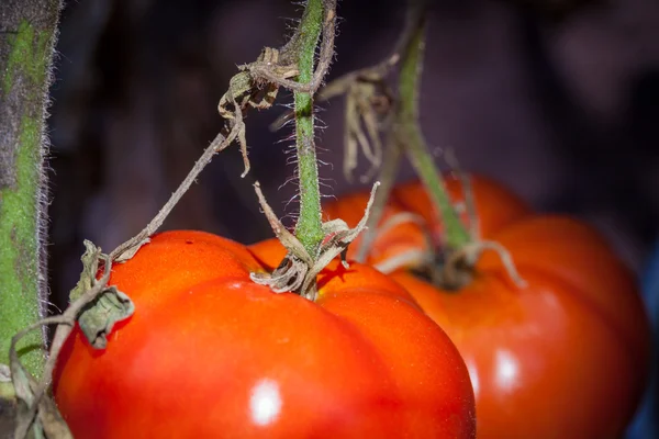 Sarmaşıkta domatesler — Stok fotoğraf
