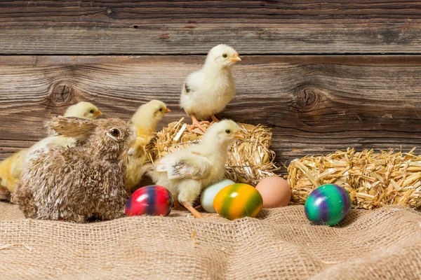 Chicks with easter eggs in a easter nest. — Stock Photo, Image