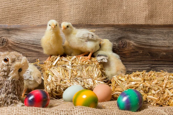 Chicks with easter eggs in a easter nest. — Stock Photo, Image