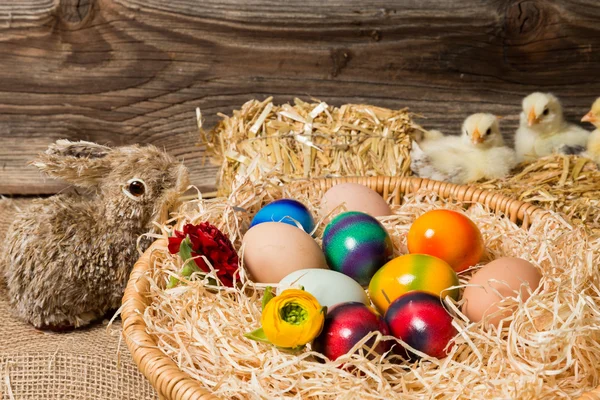 Chicks met Pasen eieren in een Pasen nesten. — Stockfoto