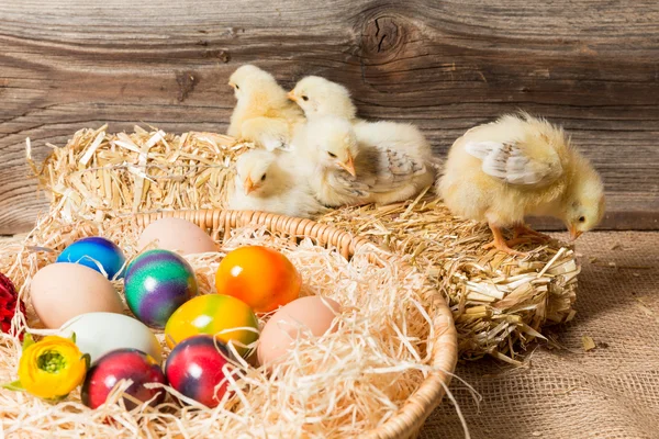 Chicks met Pasen eieren in een Pasen nesten. — Stockfoto