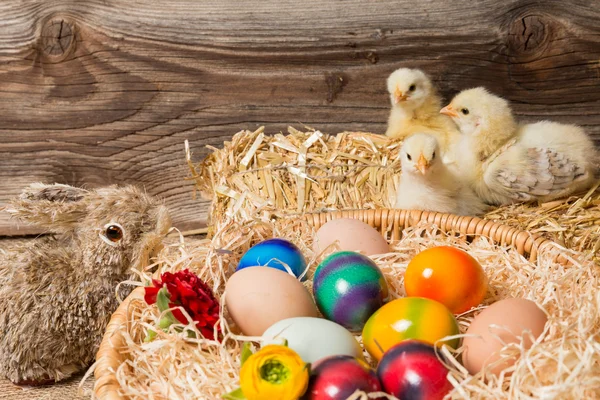 Chicks met Pasen eieren in een Pasen nesten. — Stockfoto