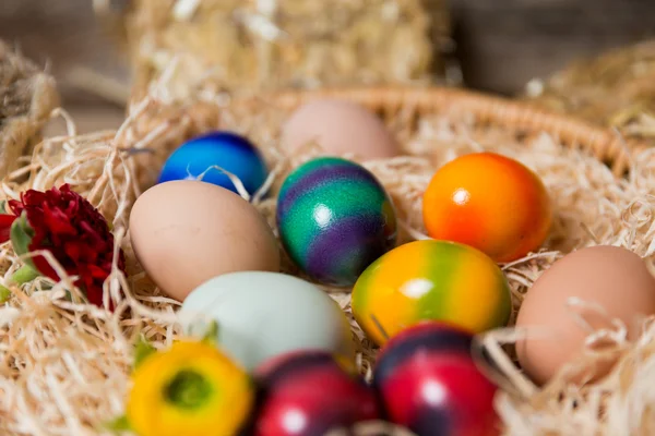 Chicks with easter eggs in a easter nest. — Stock Photo, Image