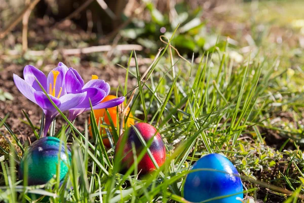 Uova di Pasqua nell'erba — Foto Stock