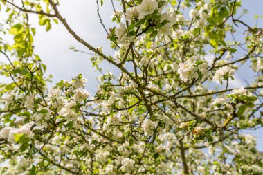 Öğlen güneşin elma çiçeği