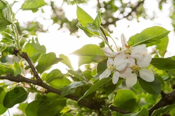 Apple Blossom in the settings sun