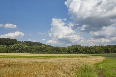 Yaz aylarında mısır tarlası