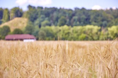Yaz aylarında mısır tarlası