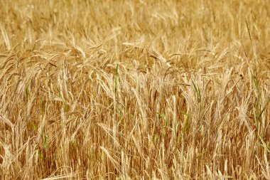 Yaz aylarında mısır tarlası