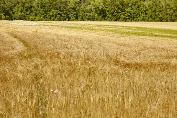 Maisfeld im Sommer — Stockfoto