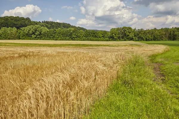 Maisfeld im Sommer — Stockfoto