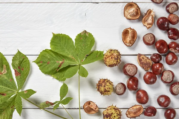 Chestnuts on a white table — Stock Photo, Image