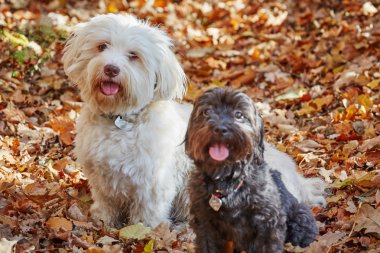 Forrest sonbaharda oynayan iki havanese köpek