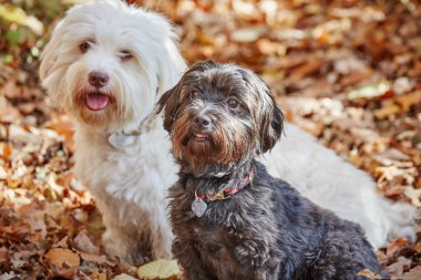 Forrest sonbaharda oynayan iki havanese köpek