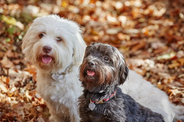 Dos perros havaneses jugando en el bosque en otoño — Foto de Stock