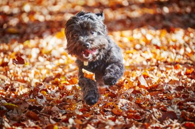 Forrest sonbaharda oynayan iki havanese köpek