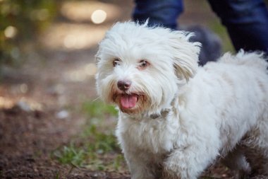 Forrest sonbaharda oynayan iki havanese köpek