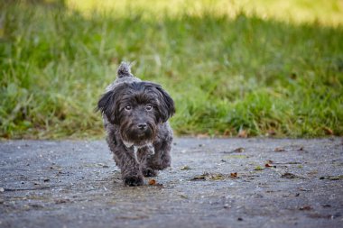 Forrest sonbaharda oynayan iki havanese köpek