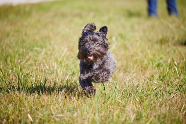 Forrest sonbaharda oynayan iki havanese köpek