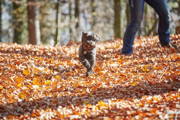 Δύο havanese σκύλοι παίζει στην forrest το φθινόπωρο — Φωτογραφία Αρχείου