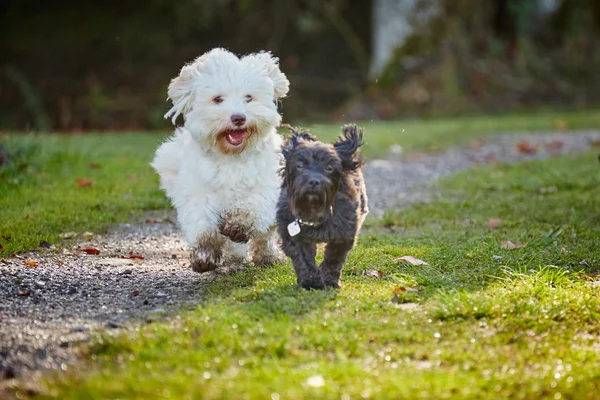 Två havanese hund spelar i forrest i höst — Stockfoto