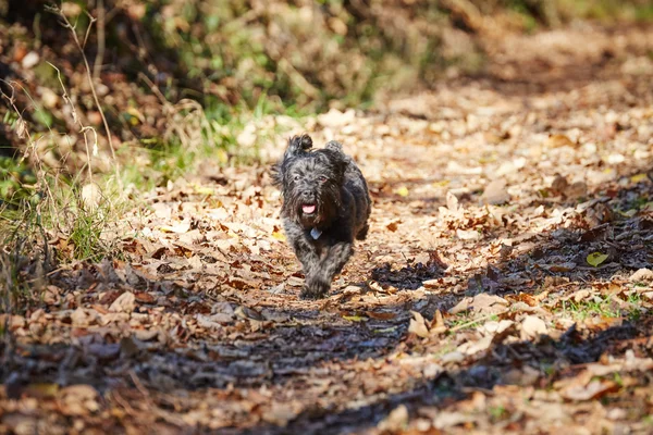 Δύο havanese σκύλοι παίζει στην forrest το φθινόπωρο — Φωτογραφία Αρχείου