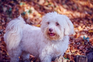 Forrest sonbaharda oynayan iki havanese köpek