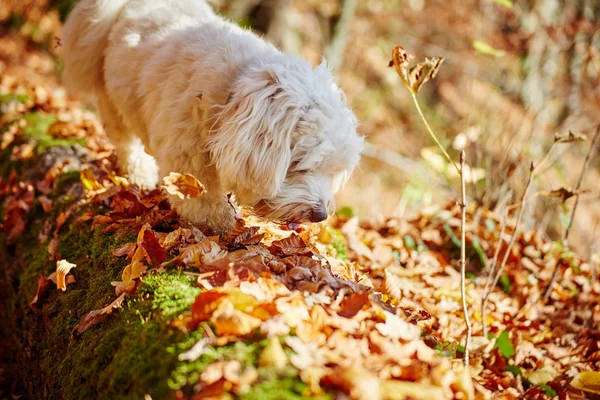 Δύο havanese σκύλοι παίζει στην forrest το φθινόπωρο — Φωτογραφία Αρχείου