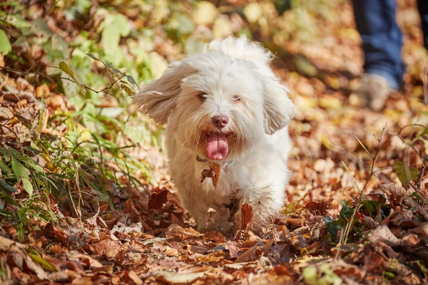 Dos perros havaneses jugando en el bosque en otoño — Foto de Stock