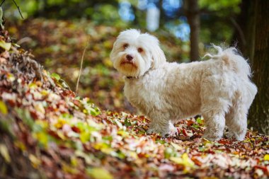 Forrest beyaz havanese köpek sonbahar güneşli