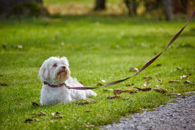 Forrest beyaz havanese köpek sonbahar güneşli
