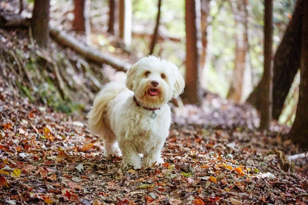 Chien havanais blanc en forêt le jour ensoleillé d'automne — Photo