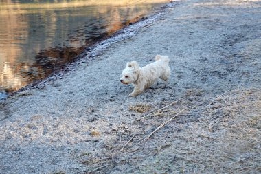 Göl Offensee yukarıda sis bir güneşli kış gününde