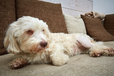 Havanese köpek sol sol tarafta bir yara izi ile