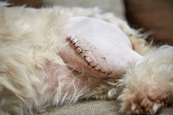 Havanese köpek sol sol tarafta bir yara izi ile