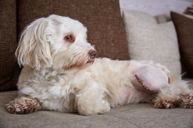 Sol bacağına bir yara izi ile havanese köpek