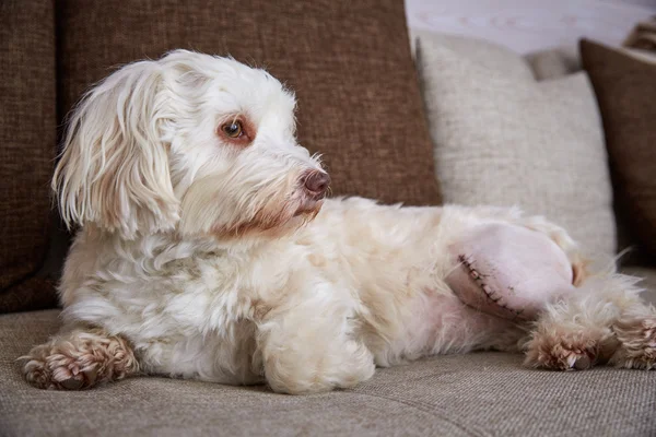 Sol bacağına bir yara izi ile havanese köpek
