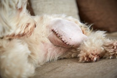 Sol bacağına bir yara izi ile havanese köpek
