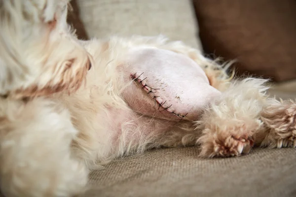 Sol bacağına bir yara izi ile havanese köpek