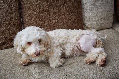 Sol bacağına bir yara izi ile havanese köpek
