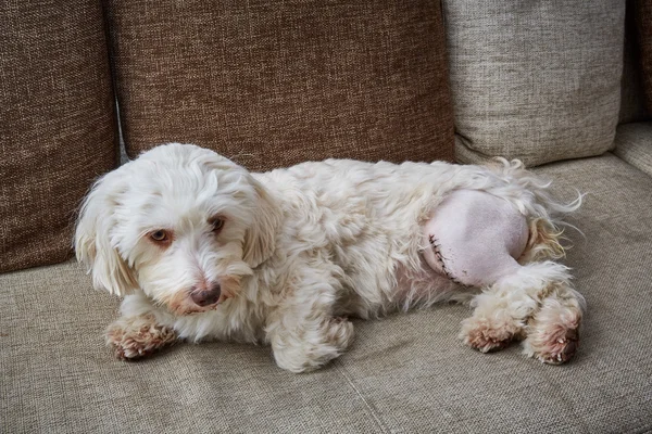 Sol bacağına bir yara izi ile havanese köpek