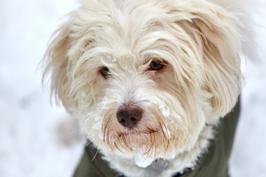 Beyaz havanese köpek karlı yüz portresi